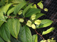 <strong>避蚊的植物有哪些，如何正確使用避蚊？</strong>