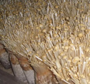 <b> 金針菇出菇期的水分管理重點</b>