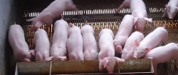 <strong>仔豬斷奶怎麼過度飼料的好方法</strong>