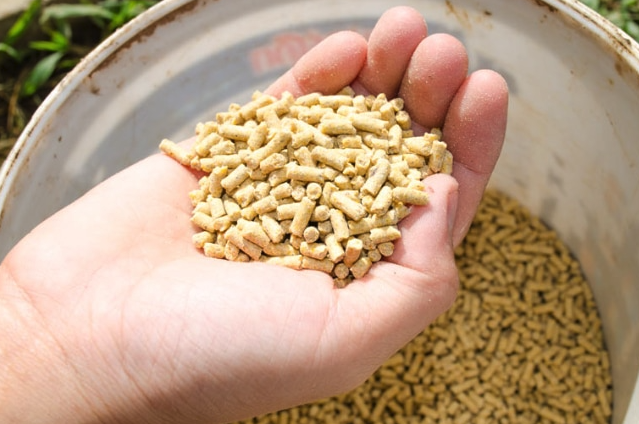 膽堿的主要成分是什麼，雞飼料中添加需要注意什麼？
