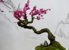 <strong>小梅花盆景一般需要多久才能養成，需要注意什麼？</strong>
