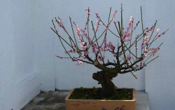 <strong>梅花修剪時候為什麼要留下老的花枝，有什麼作用？</strong>