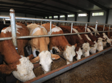 <strong>氯羥呲啶加入到牛飼料有什麼好處？</strong>