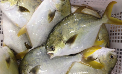<strong>金鯧魚有什麼形態特點，對水質有什麼要求?</strong>