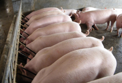 <strong>什麼是鹽黴素鈉，添加到豬飼料中有什麼用途?</strong>