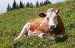 <strong>牛缺碘會有哪些症狀，飼料中如何進行補充？</strong>