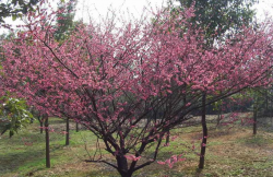 <strong>梅花上的蚜蟲應該如何去除，有什麼方法？</strong>