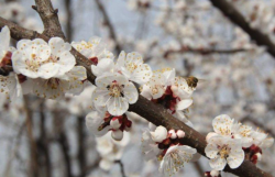 <strong>江梅是什麼梅花品種，有什麼特點？</strong>