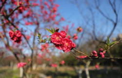 <strong>美人梅的花期在什麼時候，有什麼樣的形態特點?</strong>
