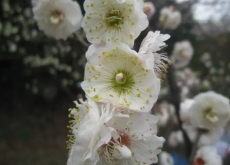 <strong>玉蝶梅怎麼進行修剪，花期在什麼時候？</strong>