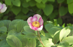 <b>芍藥如何培育種子，對溫度和土壤有什麼要求?</b>