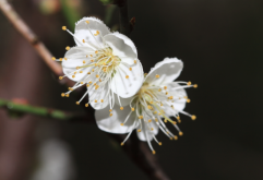 <strong> 灑金梅對種植環境有什麼要求，花期在什麼時候?</strong>