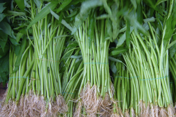 <b>蕹菜追肥主要是什麼肥料，可以使用豬糞或者雞糞嗎？</b>