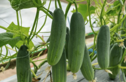<strong>磷酸二氫鉀是什麼肥料，噴施青瓜有哪些好處</strong>