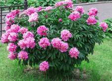 <strong>甲基異硫磷液是什麼，加入到芍藥土壤中有哪些好處？</strong>