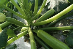 <b>西葫蘆種子為什麼要消毒和溫水浸泡，有哪些好處？</b>