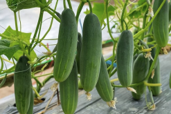 <b>夏季西葫蘆和秋季西葫蘆有什麼區別和特點？</b>