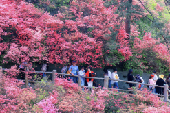 <strong>映山紅對種植環境有什麼要求，花期在什麼時候?</strong>