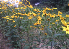 <strong>菊芋的栽種方法和後期維護？</strong>
