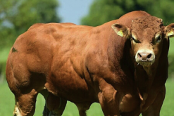 <strong>比利時藍牛的肉質和普通肉牛肉質有什麼區別？</strong>