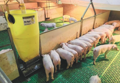 <strong>沸石粉如何製做的，加入到豬飼料中有哪些好處?</strong>
