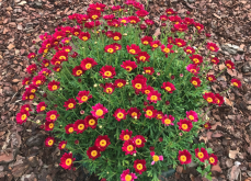 <strong>紅花除蟲菊如何進行種植，花期在什麼時候?</strong>