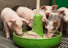 <strong>豬飼料中除了正常飼料還需要哪些複合添加劑？</strong>