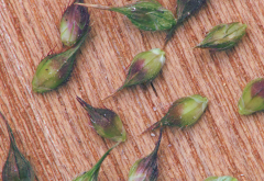 <strong>雀麥草主要分布在什麼地區，有什麼形態特點?</strong>