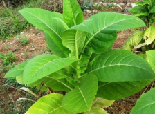 <strong>黃花煙草如何培育種子，需要注意什麼?</strong>