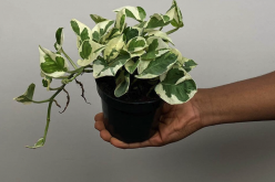 <strong>牽牛花可以室內種植嗎？需要注意什麼？</strong>