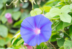 <strong>牽牛花日常維護，出來澆水怎麼防蟲病害？</strong>