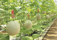 <b>甜瓜種植為什麼需要先覆蓋地膜後移植？</b>