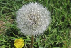 <b>東北蒲公英有哪些生態習性，花期在什麼時候？</b>