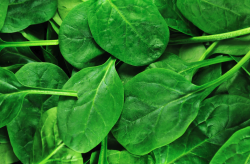 <strong>菠菜的抗寒能力怎麼樣，冬天可以種植嗎？</strong>