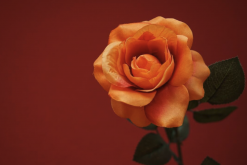 <strong>月季花扡插過後覆蓋塑料薄膜有哪些好處?</strong>