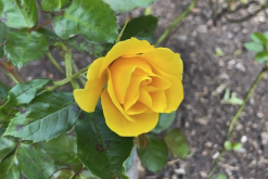 <strong>月季花進行扡插的基質選用什麼最好?</strong>