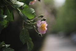 <b>粉團薔薇的種子如何培育，需要什麼條件？</b>