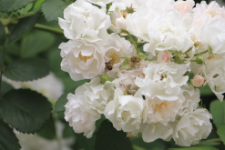 <b>粉團薔薇分布在哪些地區，對生長環境有什麼要求？</b>