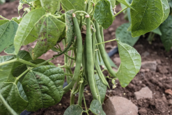 <b>綠豆大棚種植和露天種植有什麼區別？</b>