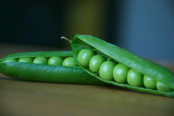 <strong>豌豆可以作為蛋鴨的飼料嗎，有什麼好處?</strong>
