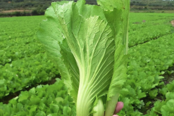 <b>芥菜種植可以鋪設遮陽網嗎，有哪些好處?</b>