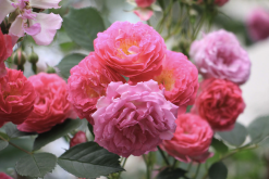 <b>壓條繁殖是什麼方法，粉團薔薇可以操作嗎?</b>