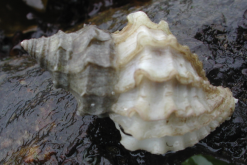 <strong>紅皺岩螺的餌料主要有哪些，如何投喂？</strong>