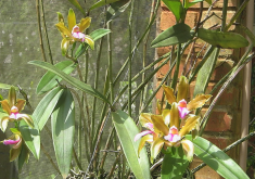 <strong>卡特蘭有哪些形態特點，花期在什麼時候?</strong>