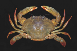 <strong>日本蟳有哪些飲食習性，飼料主要是什麼？</strong>