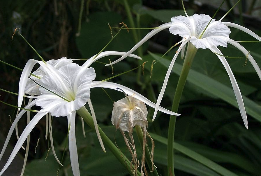 東北百合如何進行分球繁殖，需要注意什麼?