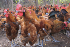 <strong>統糠為什麼不常用於雛鴨飼料？</strong>