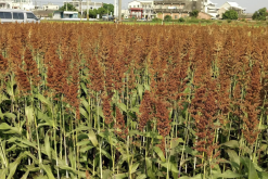 <strong>為什麼高粱在鴨子飼料中的占比較低？</strong>
