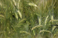 <strong>大麥可以飼喂鴨子嗎，需要提前怎麼處理？</strong>