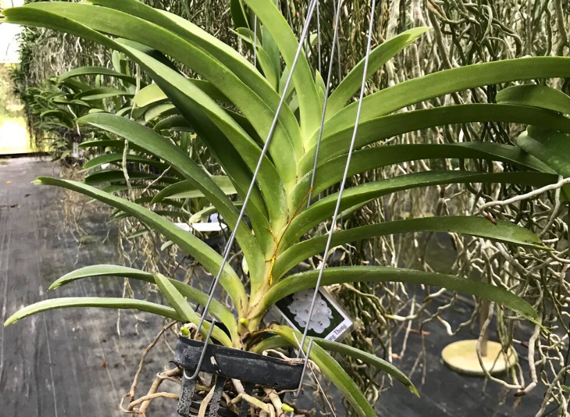 卓錦萬代蘭如何進行嫁接，需要注意什麼?